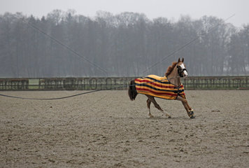 Neustadt (Dosse)  Pferd wird auf einem Reitplatz longiert