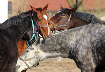Neustadt (Dosse)  Pferde beschnueffeln sich auf einem Sandpaddock