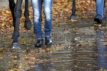 Hannover  Deutschland  Detailaufnahme  Pferde und Pferdepfleger laufen im Herbst durch eine Pfuetze