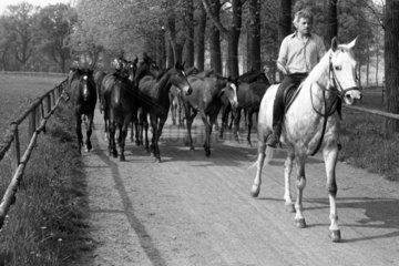 Gestuet Graditz  Pferde werden von einem Reiter auf eine Weide geleitet