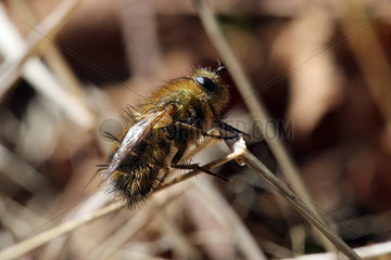 Hovmantorp  Schweden  Schwebfliege als Biene getarnt