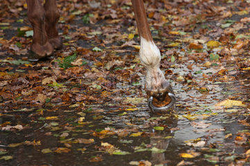 Hannover  Deutschland  Pferd laeuft im Herbst durch eine Pfuetze mit Laub