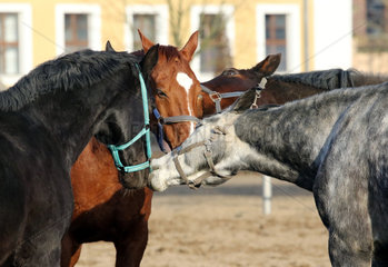 Neustadt (Dosse)  Pferde zupfen sich am Halfter