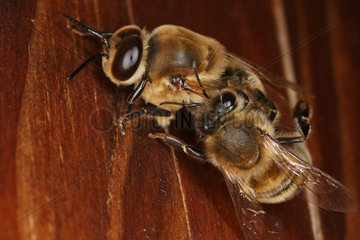 Berlin  Deutschland  Honigbiene (rechts) schiebt eine Drohne aus dem Bienenstock