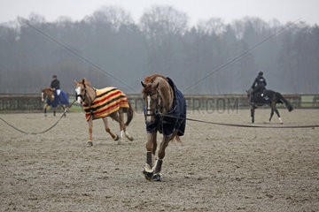 Neustadt (Dosse)  Pferde werden auf einem Reitplatz neben Reitern longiert