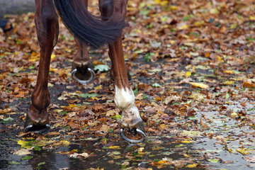 Hannover  Deutschland  Pferd laeuft im Herbst durch eine Pfuetze mit Laub