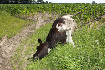 Silberstedt  Deutschland  tote Kuh liegt auf einem Maisfeld