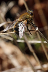 Hovmantorp  Schweden  Schwebfliege als Biene getarnt