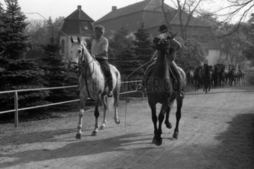 Gestuet Graditz  Pferde werden von Reitern auf eine Weide geleitet