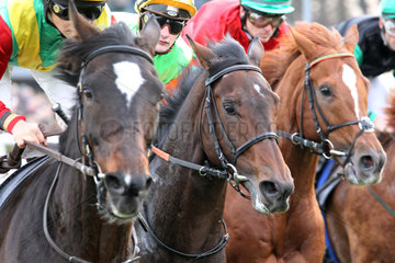 Dresden  Pferde und Jockeys im Rennen