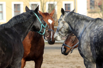 Neustadt (Dosse)  Pferde stehen auf einem Sandpaddock eng zusammen