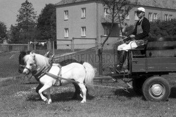 Moritzburg  DDR  Junge liefert Bier mit einem von Shetlandponies gezogenen Wagen aus