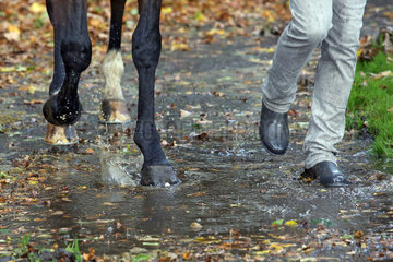 Hannover  Deutschland  Detailaufnahme  Pferd und Pferdepfleger laufen im Herbst durch eine Pfuetze