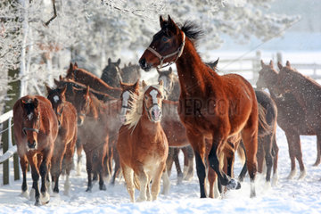 Graditz  Deutschland  Pferde im Winter auf der Koppel