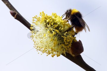 Hovmantorp  Schweden  Wiesenhummel sammelt Pollen aus einem bluehenden Weidenkaetzchen der Salweide