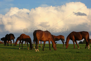 Roedinghausen  Deutschland  Pferde am Abend auf der Weide