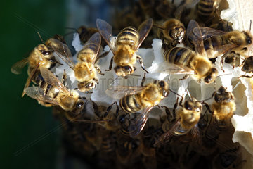 Berlin  Deutschland  Honigbienen auf Naturbauwaben
