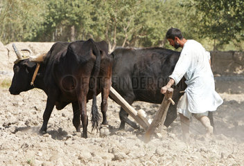 Kunduz  Afghanistan  Bauer pfluegt mit einem Holzpflug