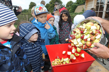 Flensburg  Deutschland  Kindergartenkinder bei der Apfelernte auf einer Fallobstwiese