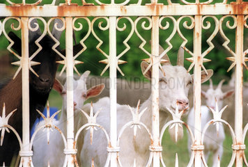 Ziegen spaehen durch das Gitter eines Tores  Frankreich