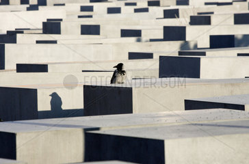 Berlin  Denkmal fuer die ermordeten Juden Europas