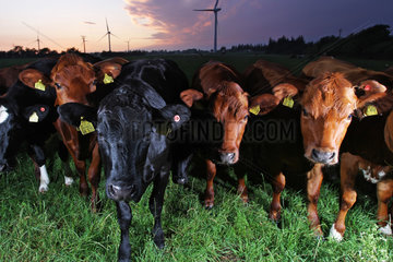 Breklum  Deutschland  Kuehe auf einem Feld