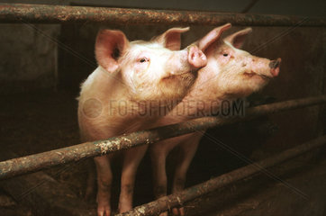 Schweine auf einem Oeko-Hof im Land Brandenburg