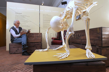 Flensburg  Deutschland  Ausstellung Evolution Unterwegs im Naturkundemuseum der Stadt