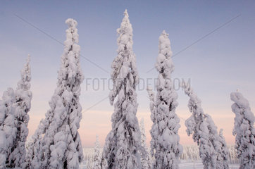 Winterlandschaft in Lappland (Finnland)