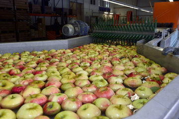 Deutschland  Nordrhein-Westfalen - Apfelernte in Neukirchen-Vluyn