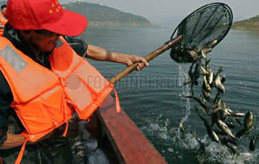 China: Aufstockung des Fischbestandes im Gelben Fluss