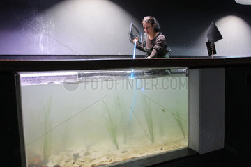 Kiel  Deutschland  Praktikantin des IFM-Geomar ordnet Pflanzen in einem Becken des Aquariums