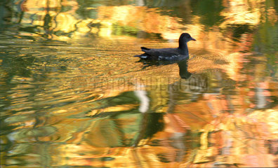 Ente auf herbstlichem Teich