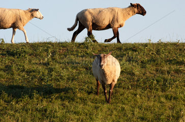 Emden  Schafe auf einem Deich in Ostfriesland