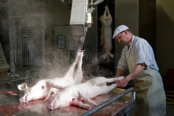 Neuruppin  Deutschland  Schweine werden zur weiteren Verarbeitung an den Beinen aufgehangen