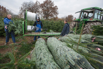 Altenkrempe  Deutschland  Weihnachtsbaumproduktion auf Gut Sierhagen bei Neustadt/Ostsee