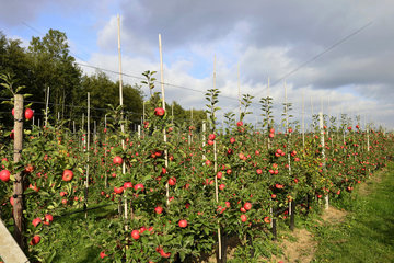 Deutschland  Nordrhein-Westfalen - Apfelernte in Neukirchen-Vluyn