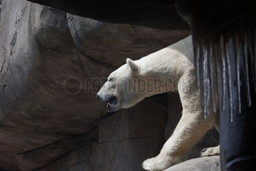 Ice Bear - Zoo Hagenbecks Tierpark Hamburg