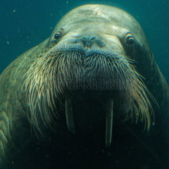 Walrus - Zoo Hagenbecks Tierpark Hamburg