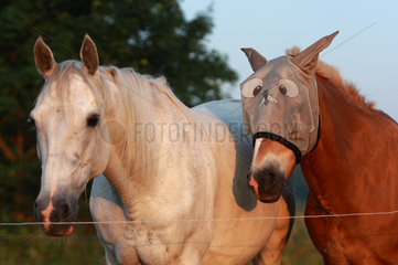 Britz  Deutschland  Pferde am Morgen auf der Weide im Portrait