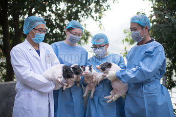 CHINA-SCIENCE-HUNTINGTON'S DISEASE-PIG MODEL (CN)