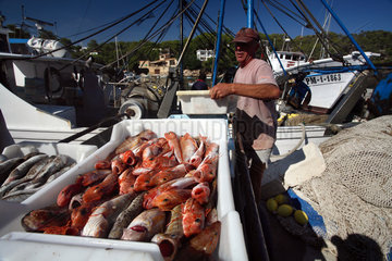 Cala Figuera  Fischer mit seinem Fang im Hafen