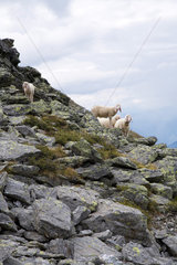 Italien  Schafe am Berghang nahe Latsch