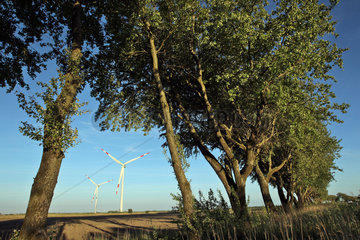 Galmsbuell  Deutschland  Windkraftanlagen auf Feldern