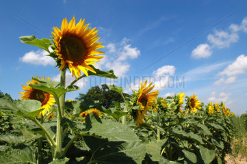 Sonnenblumen auf einem Feld  Brandenburg