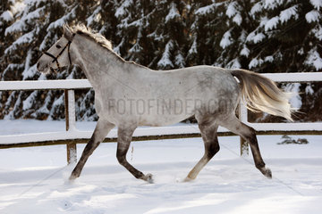 Graditz  Deutschland  weisses Pferd trabt im Winter durch den Schnee
