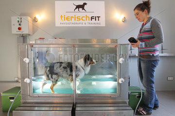 Wees  Deutschland  ein Australian Shepherd Hund bei der Wassergymnastik in der Physiotherapie-Praxis Tierisch fit