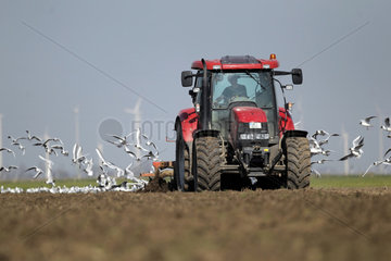 Wesselburener Deichhausen  Deutschland  Traktor mit Egge auf dem Feld