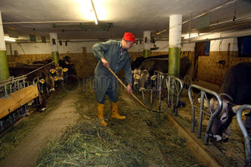 Tirol  ein Bauer fuettert seine Kuehe im Stall