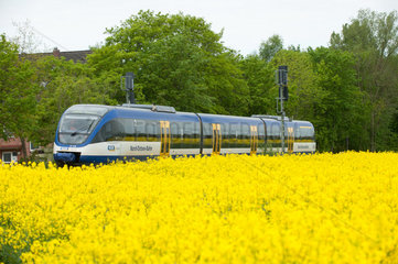 Wilster  Deutschland  Zug der Nord-Ostsee-Bahn faehrt hinter einem Rapsfeld vorbei